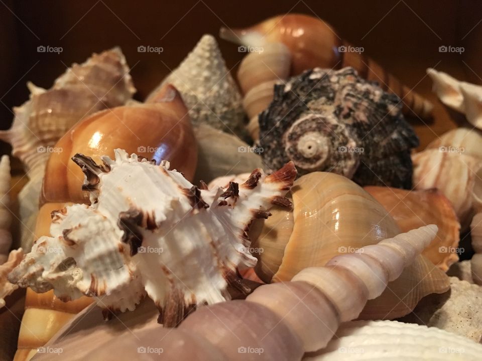 Seashells en Masse