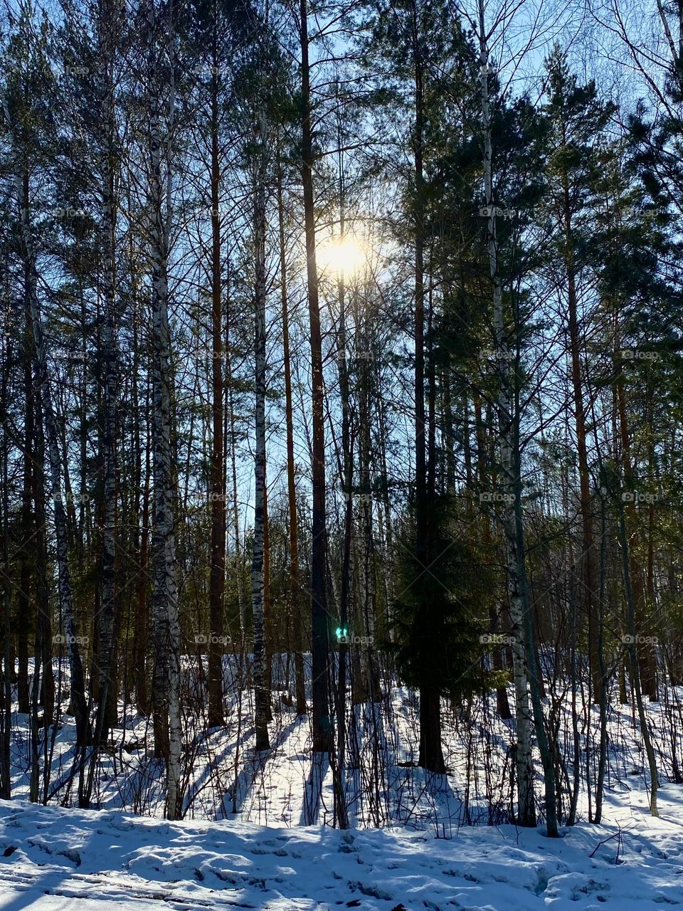 Winter Forest