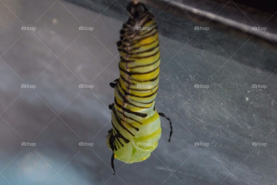 Caterpillar morphing  