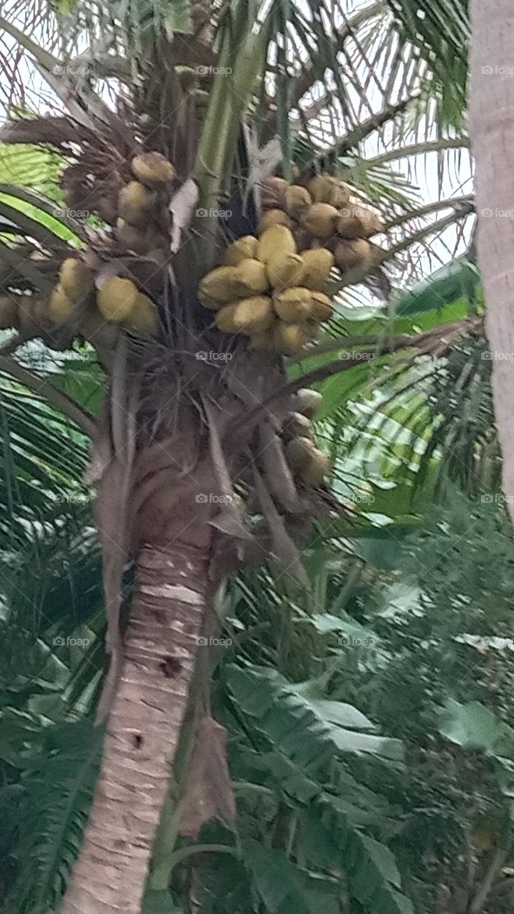 coconut tree