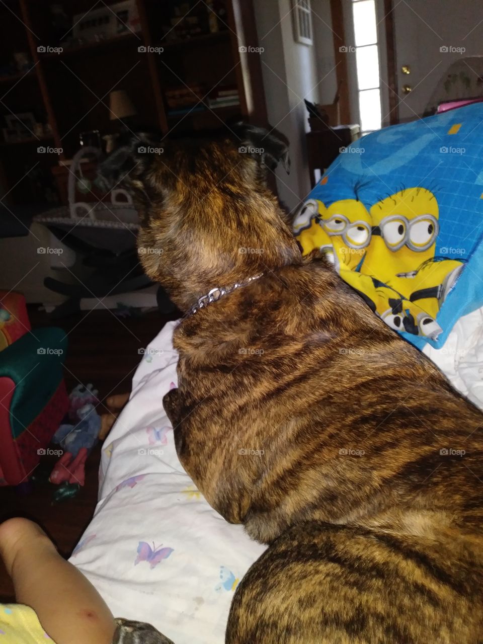 Scooby watching