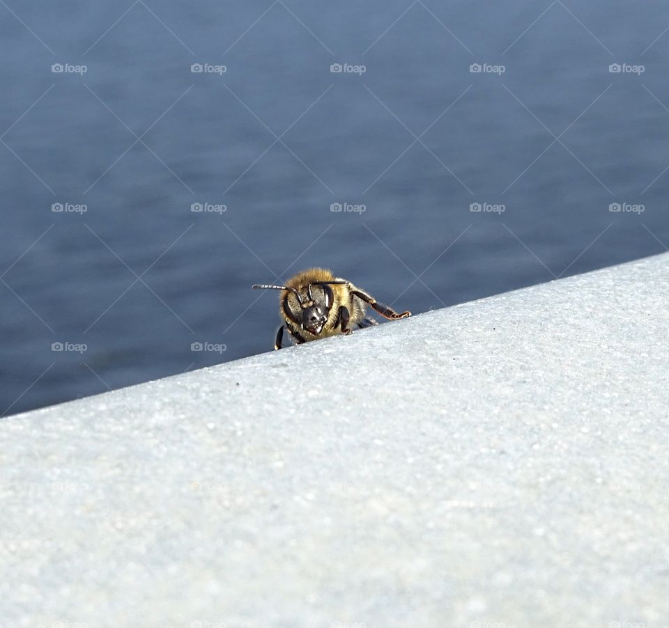 Bee close up photo taken on the bridge in Riga city.