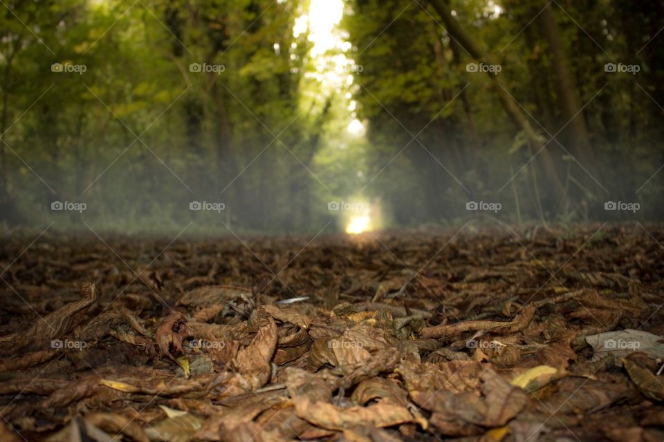 Autumnal woodland walk on a misty English morning