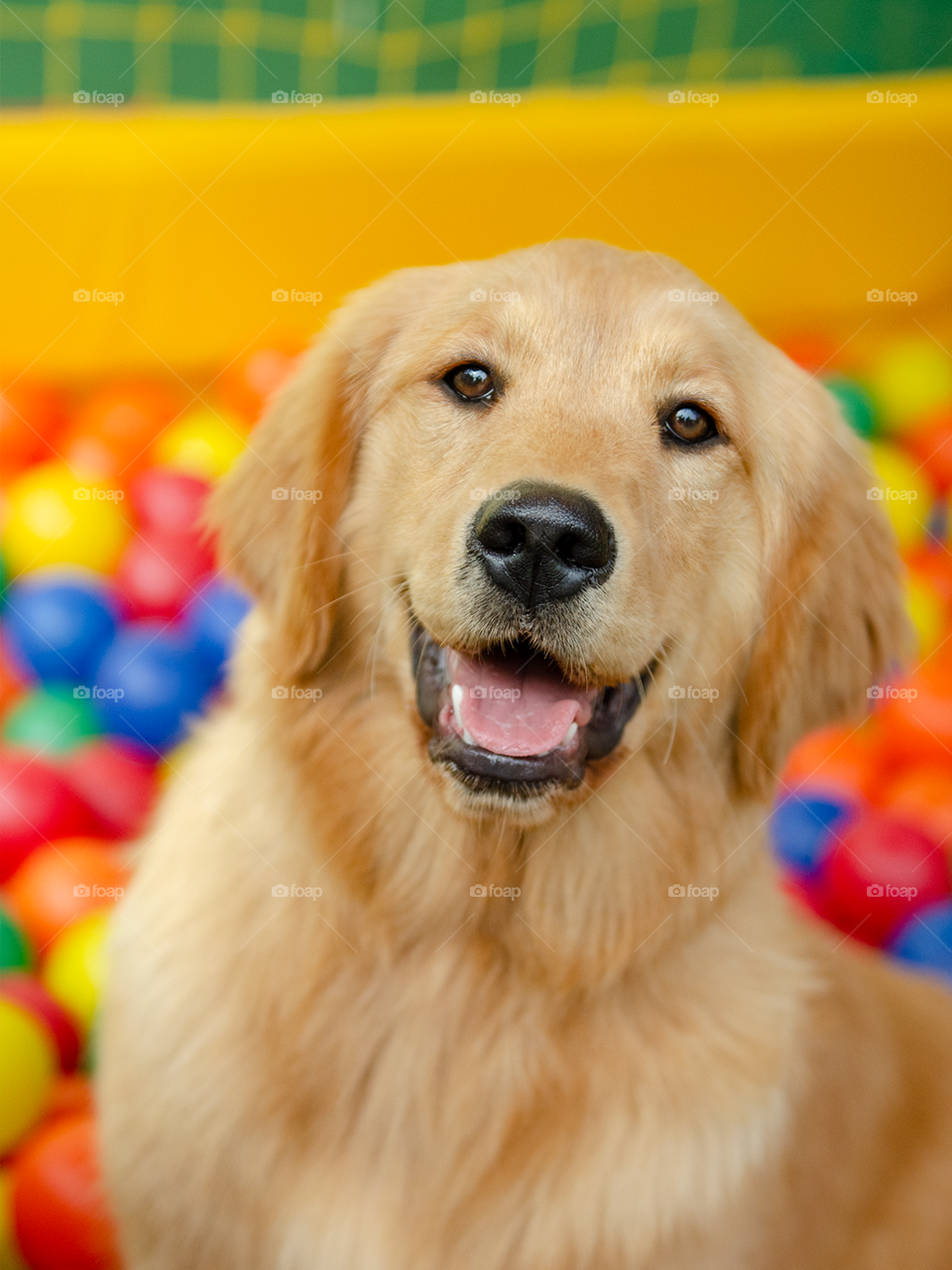 Golden retriever with color background