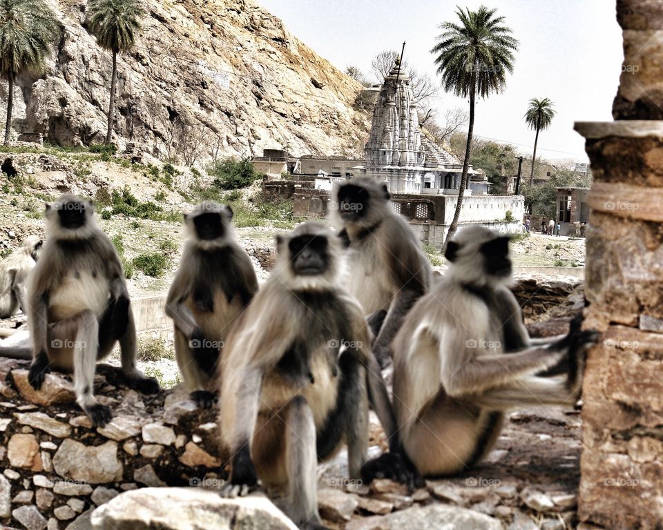 Grey Langurs troop take shade in the midday sun, Rajasthan, India . Grey Langurs troop take shade in the midday sun, Rajasthan, India 