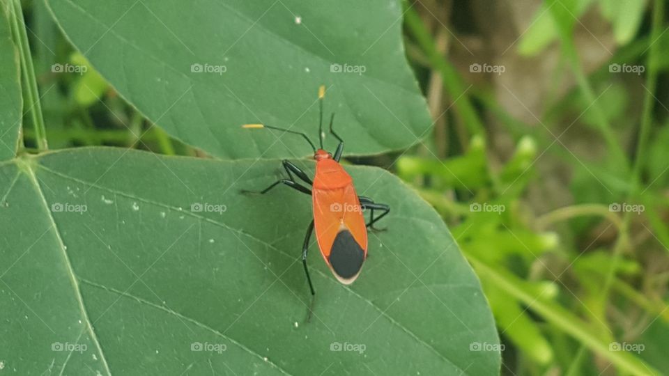 A very bright orange insect on a dark green leaf