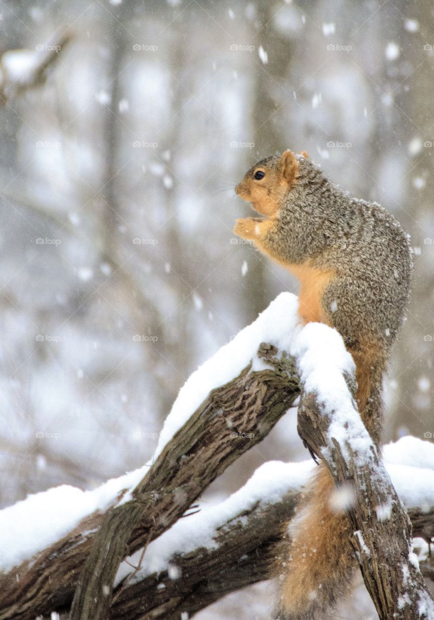 Squirrel in the winter while it’s snowing 