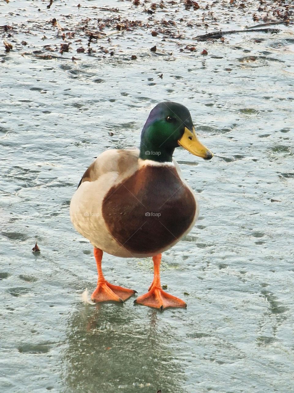 duck on the frozen lake