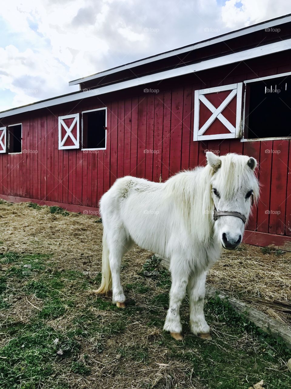 White Pony