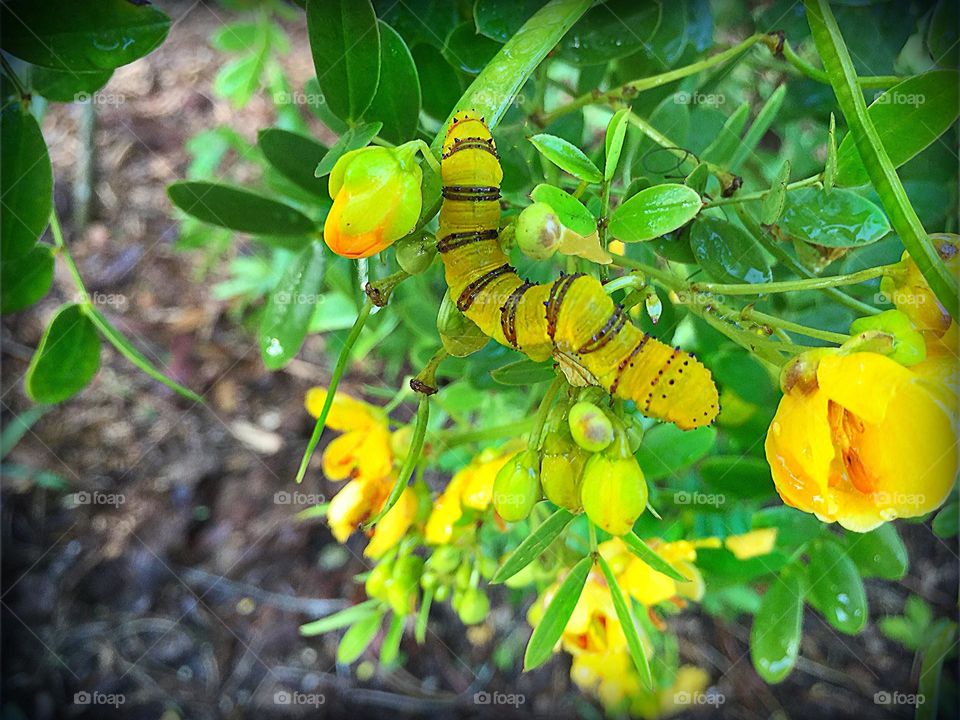 Yellow caterpillar on yellow flowers