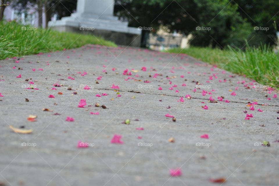 Rose petals on the street