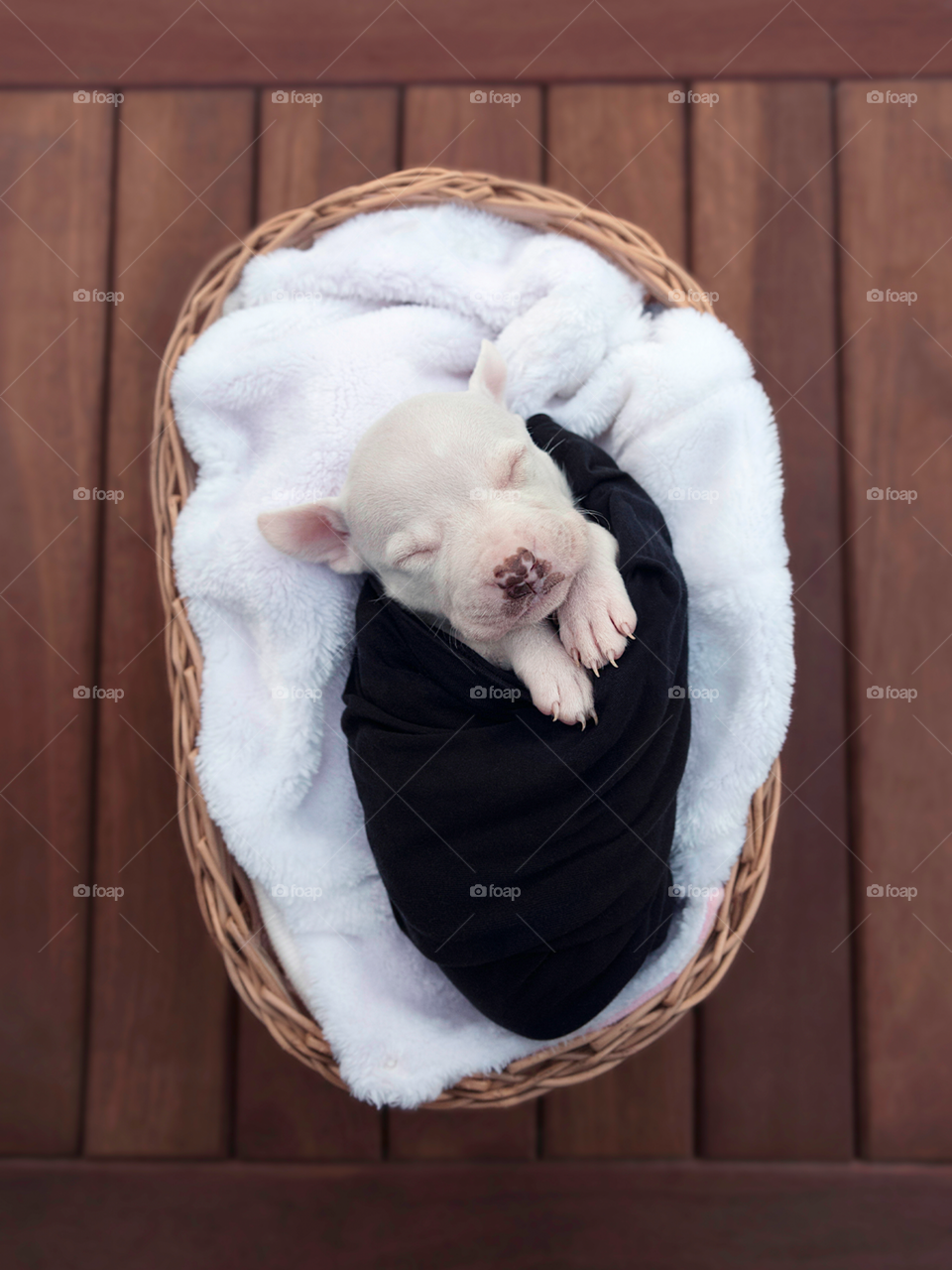 Newborn dog