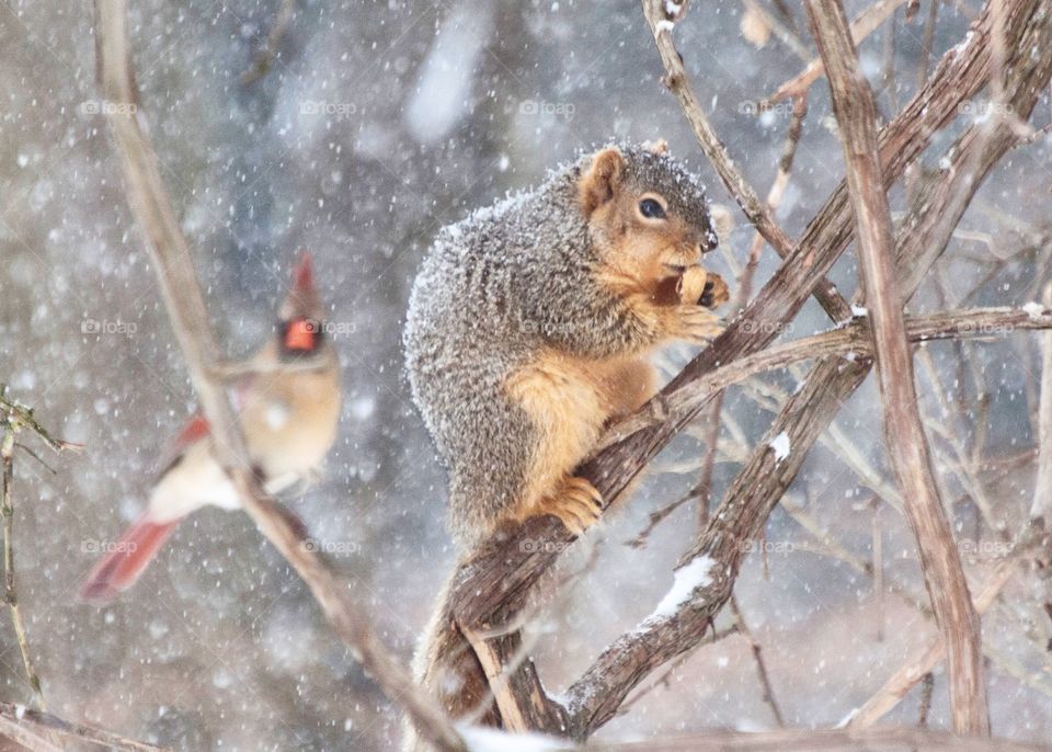 Squirrel eating during a snow storm