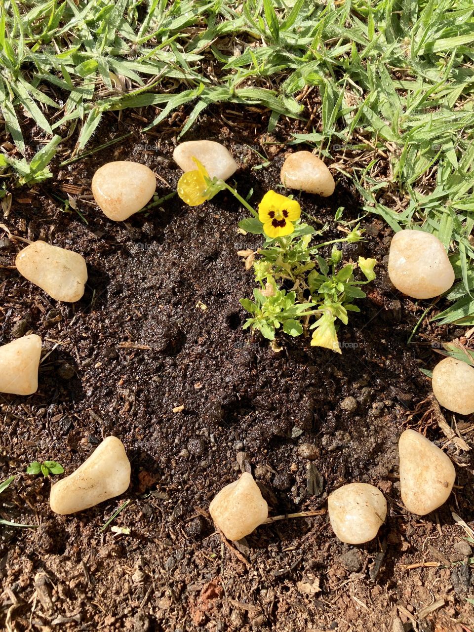 🌹 🇺🇸 Very beautiful flowers to brighten our day. Live nature and its beauty. Did you like the delicate petals? / 🇧🇷 Flores muito bonitas para alegrar nosso dia. Viva a natureza e sua beleza. Gostaram das pétalas delicadas?