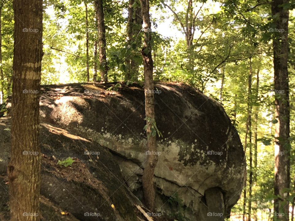 A mammoth rock in the forest of trees with sunlight dabbling through and lighting a small area on the rock. 