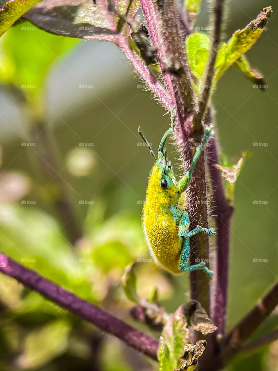 Gold dust weevil beetle on a plant with blurry background 