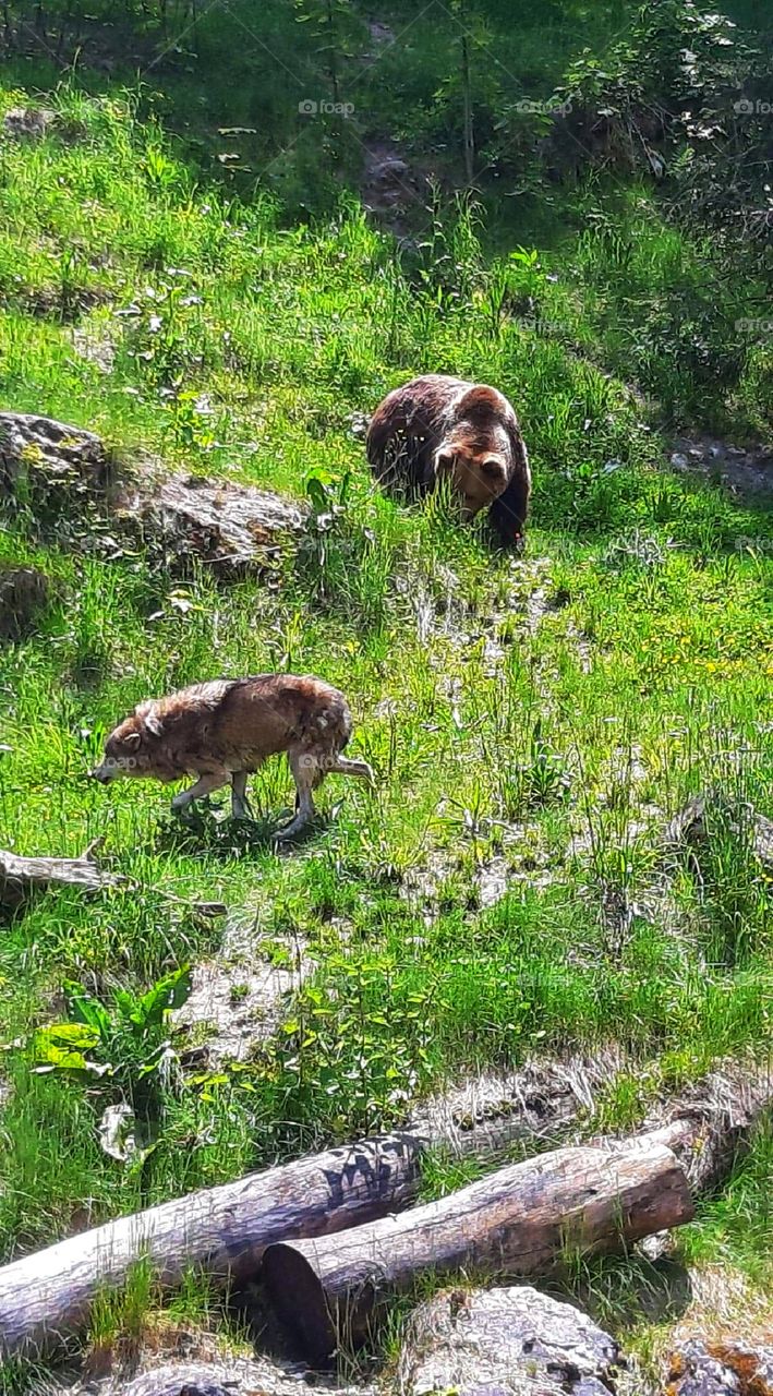 Wolf and bear togheter in the nature