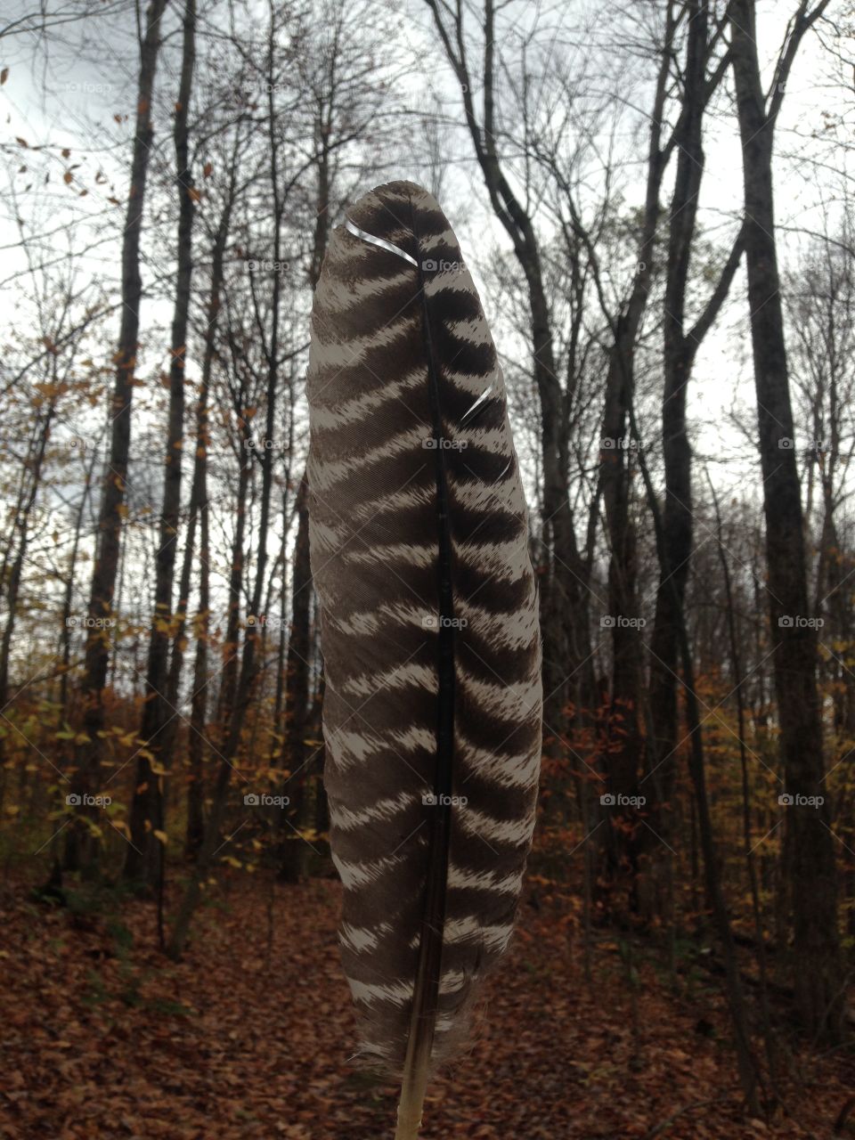 Wild turkey feather in the wild