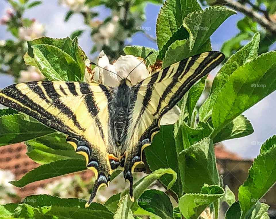 Scarce Swallowtail (Iphiclides podalirius) butterfly, drinking nectar from crab apple blossom in the Portuguese springtime