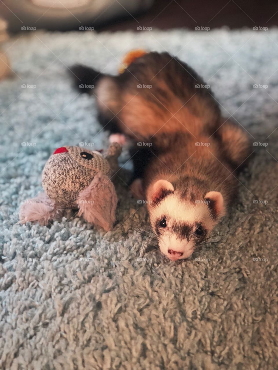 Ferret with her favorite toy. 