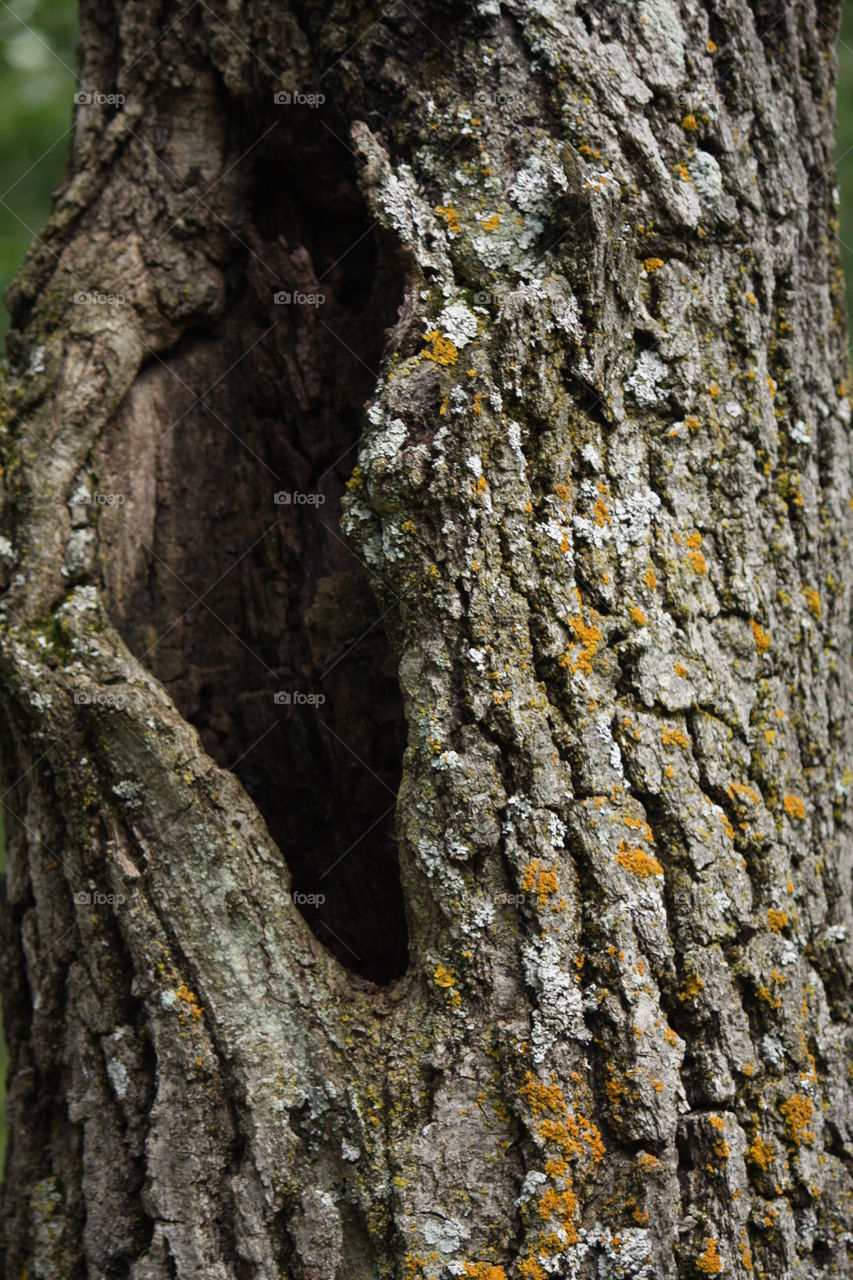 Woodpeckers Hole in a Tree