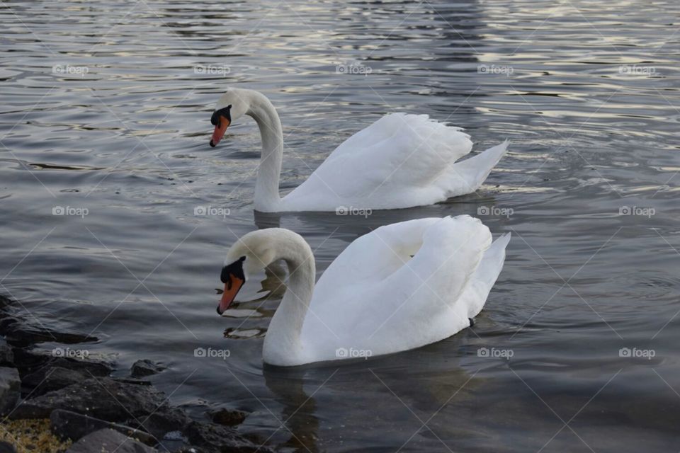 Two swans swim along in a lake in Eskişehir Turkey