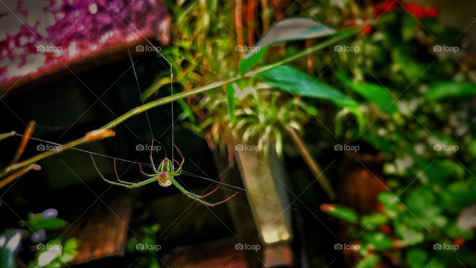 A green spider on web in the garden.