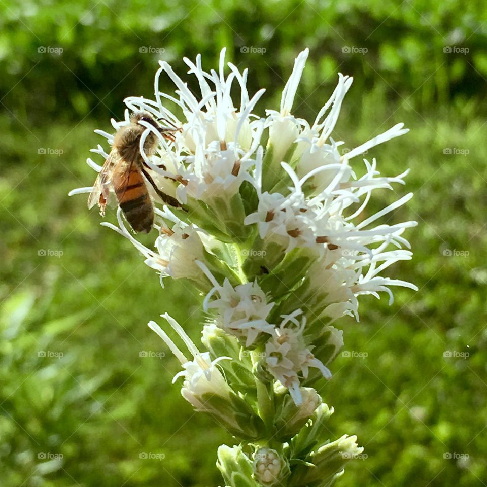 Bee on white flower