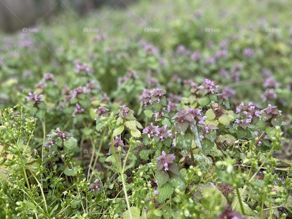 Purple Dead Nettle 