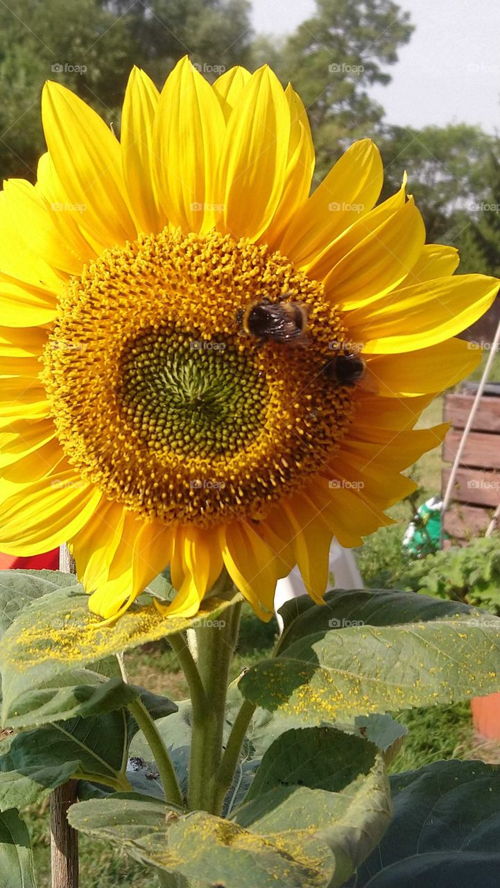 Hummeln auf einer Sonnenblume