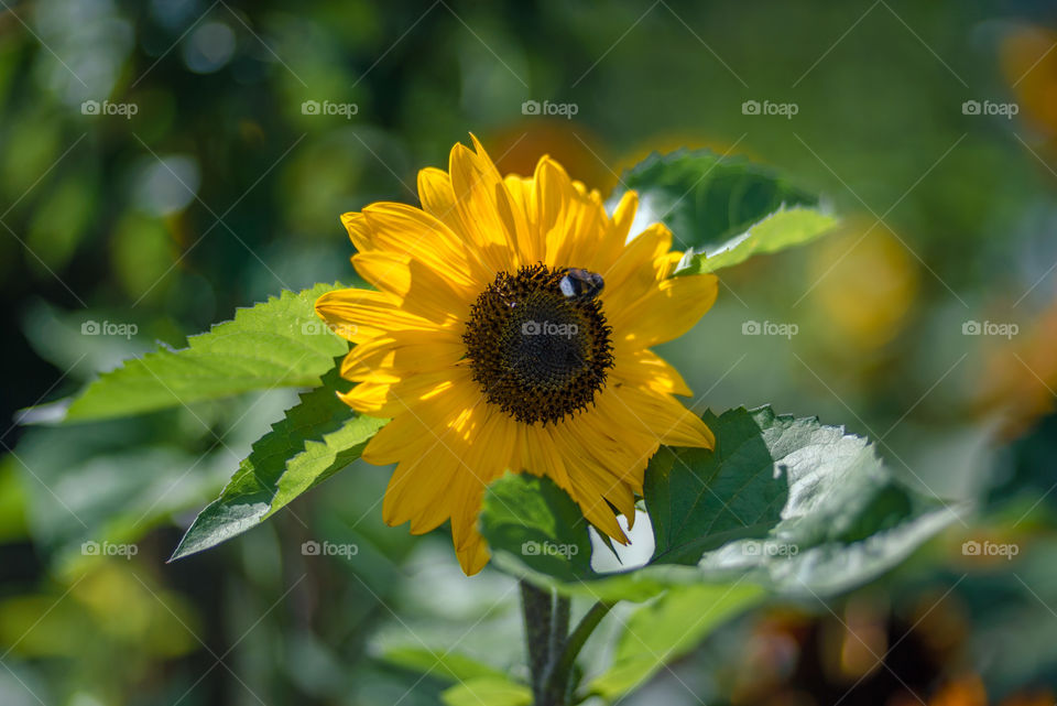 sunflower smile and bumblebees