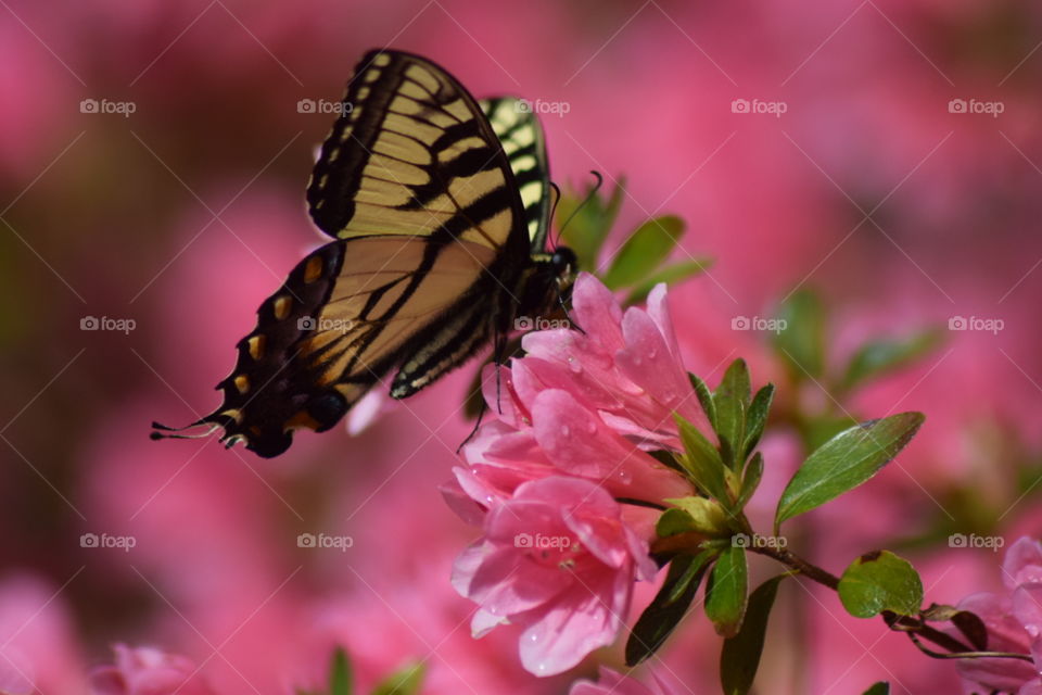 butterfly on an azalea bloom