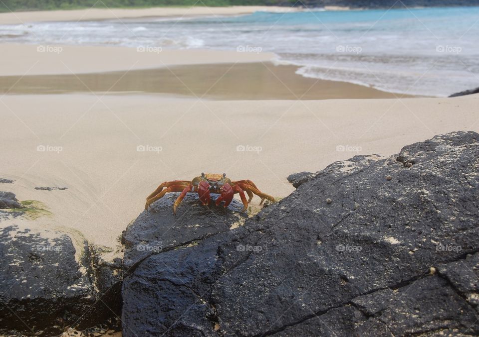Red crab on the rocks in the beach. Fernando de Noronha Brazil 