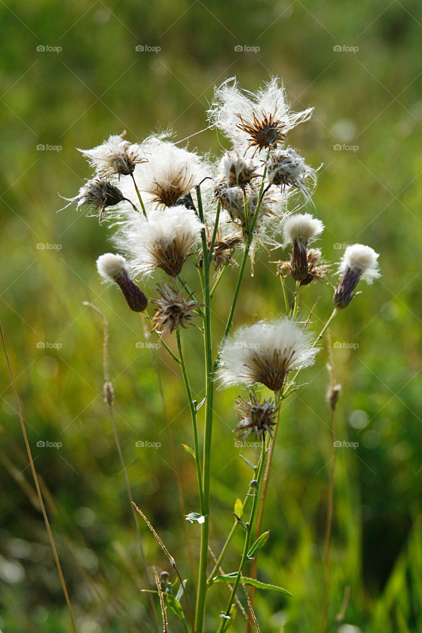 Wild grass 