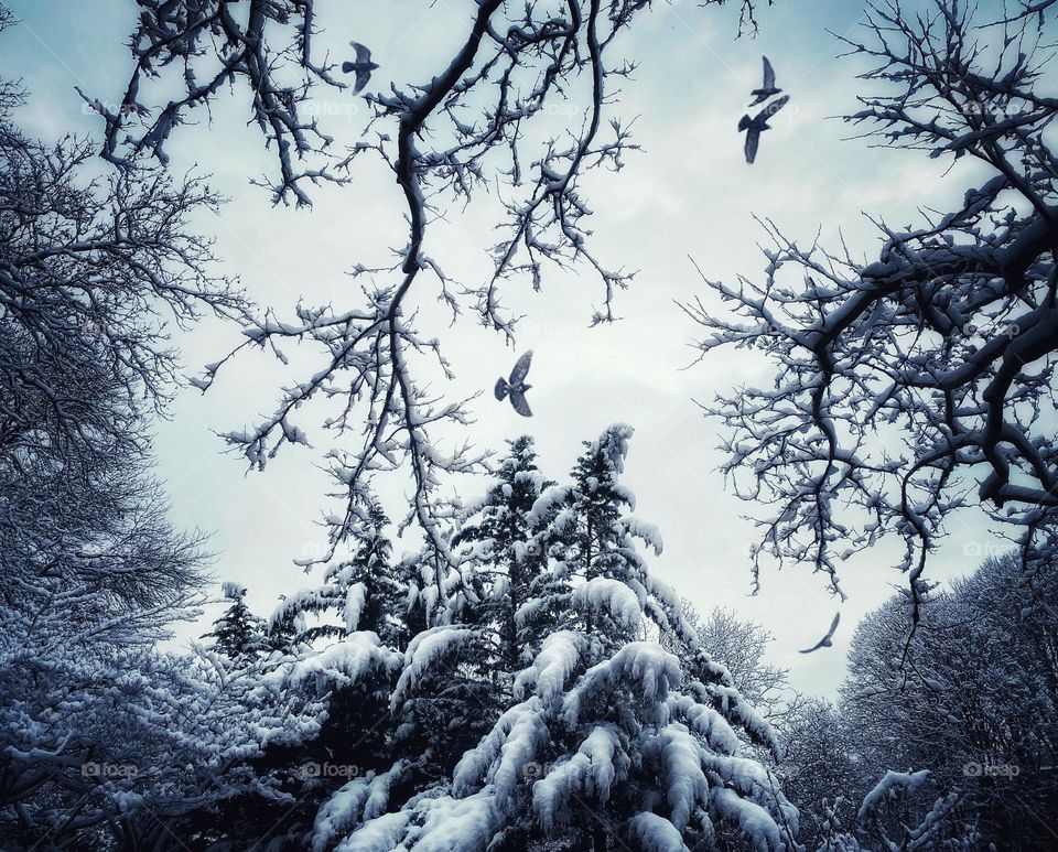 Birds flying over snow covered trees
