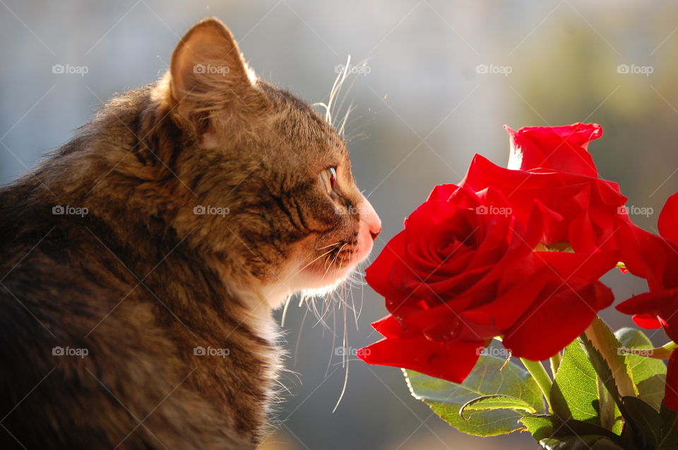 Nature, Mammal, Portrait, Animal, Flower