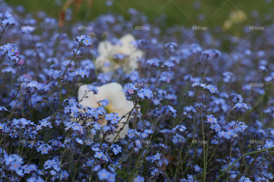 Flower field 