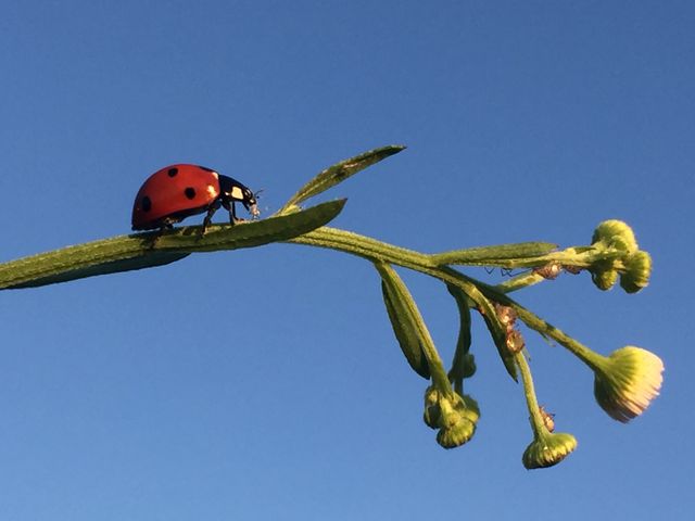 Lady bug 