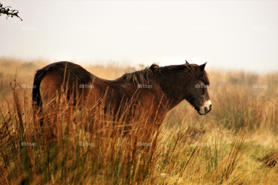 Exmoor pony surveys his kingdom