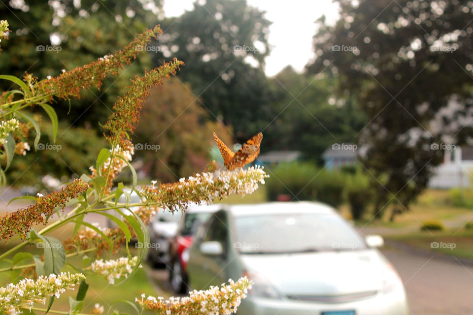 Butterfly folding wings. Monarch