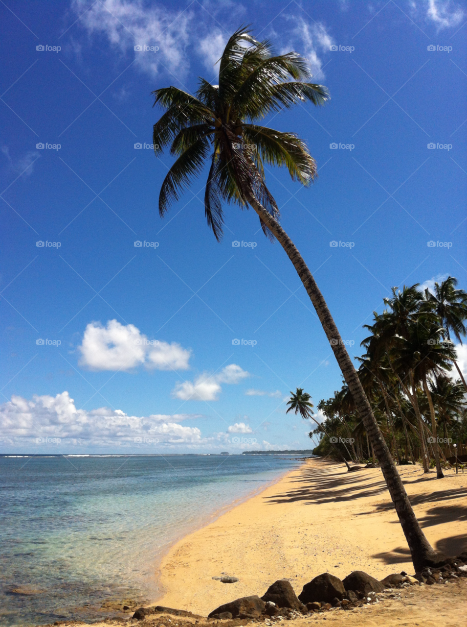 beach summer palm sea by GMcKinlay