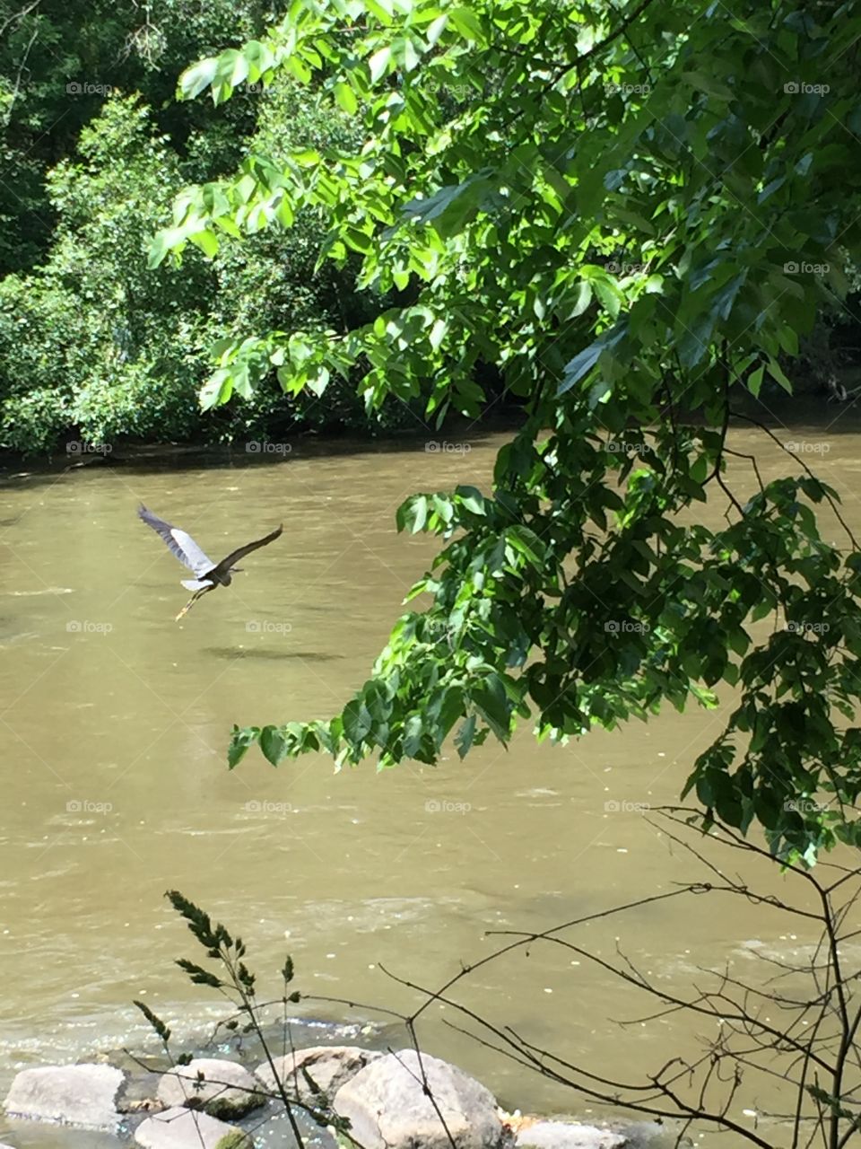 Flying blue heron