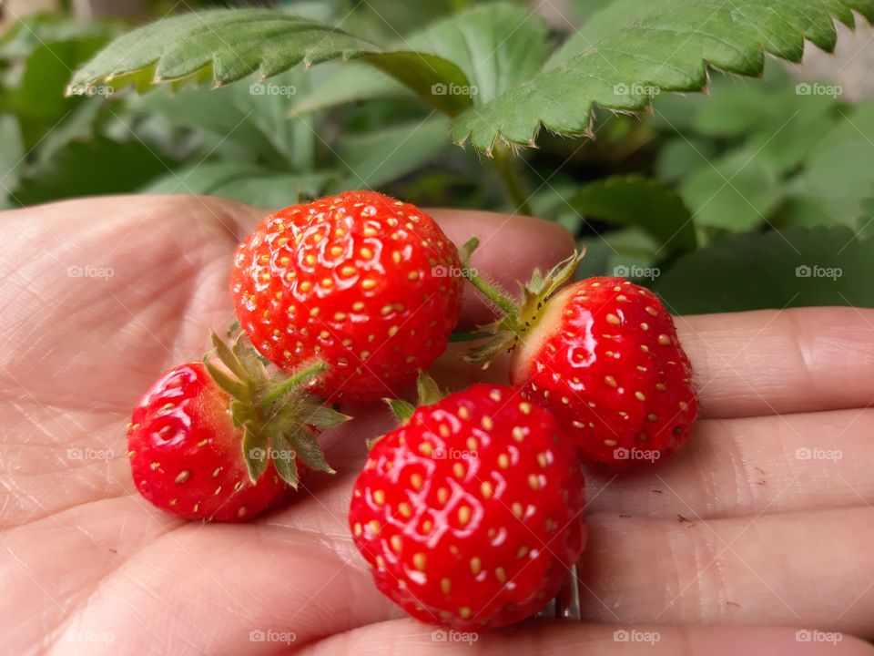Fresh Pick. Strawberry fruits from my narrow-spaced garden.