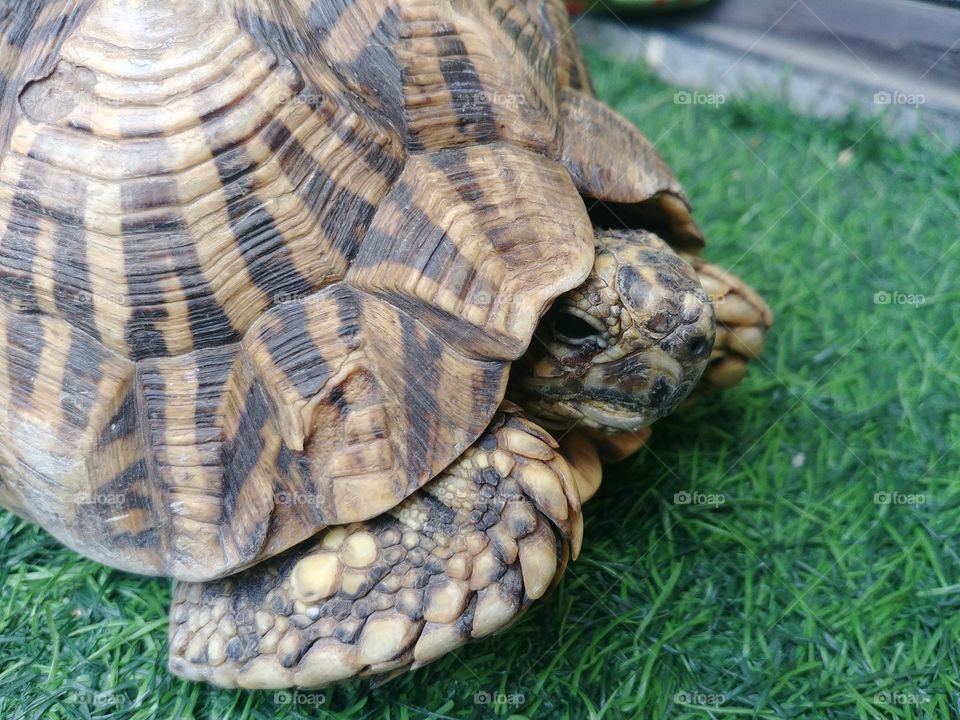 turtles 🐢 🐢 🐢