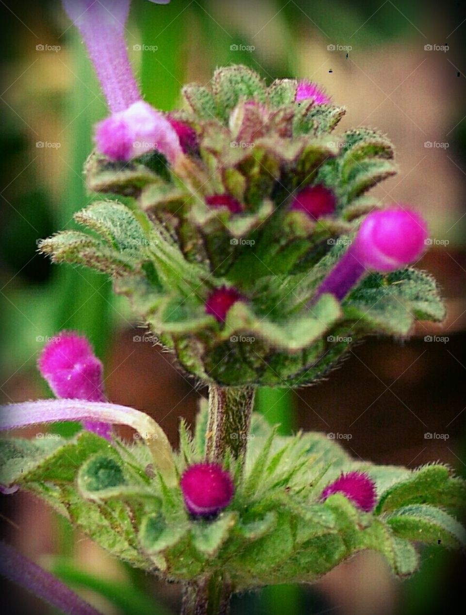 weed with tiny flowers