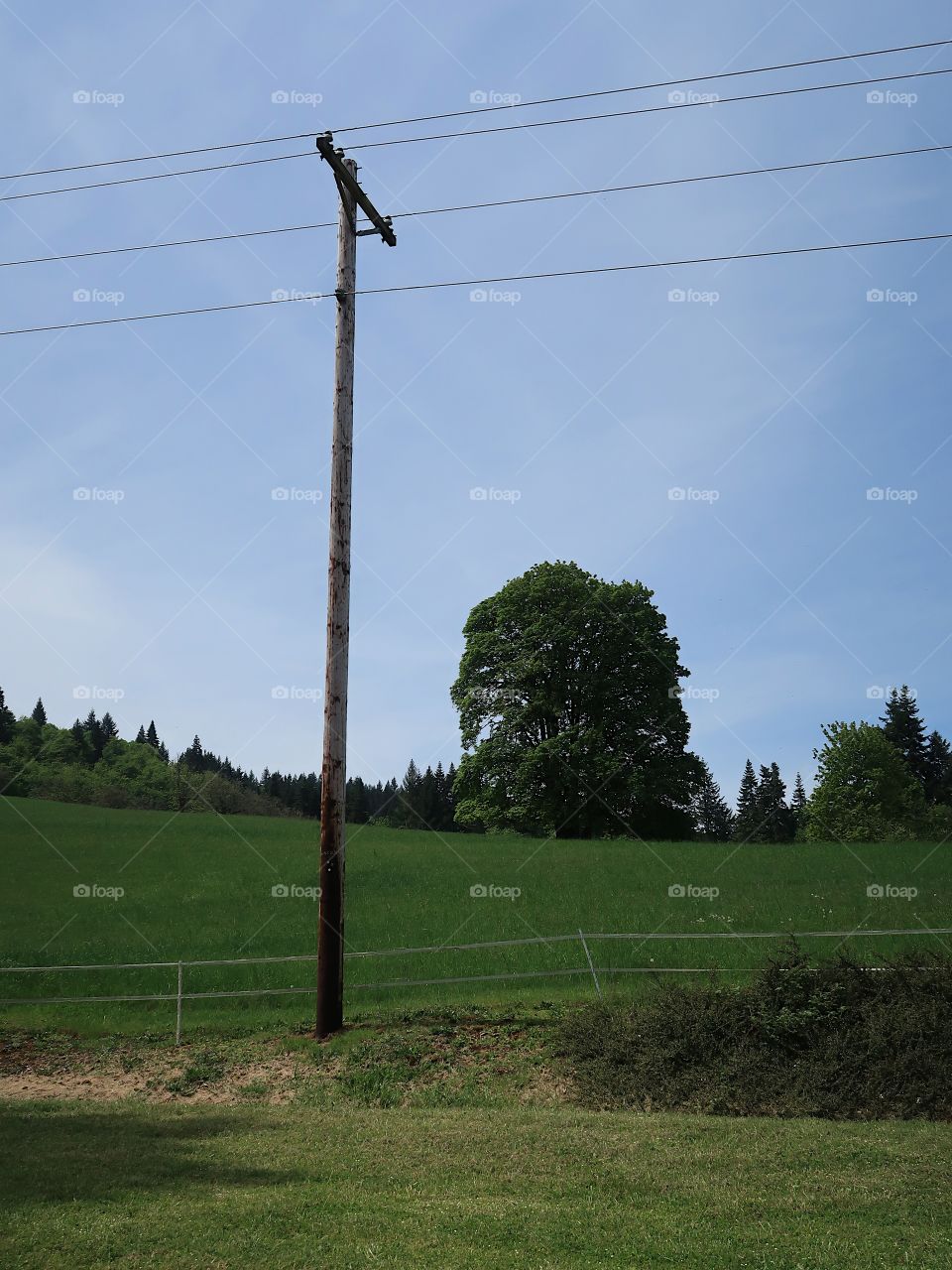 A power pole with a grand tree on a green hill in the background in Western Oregon on a sunny spring day. 