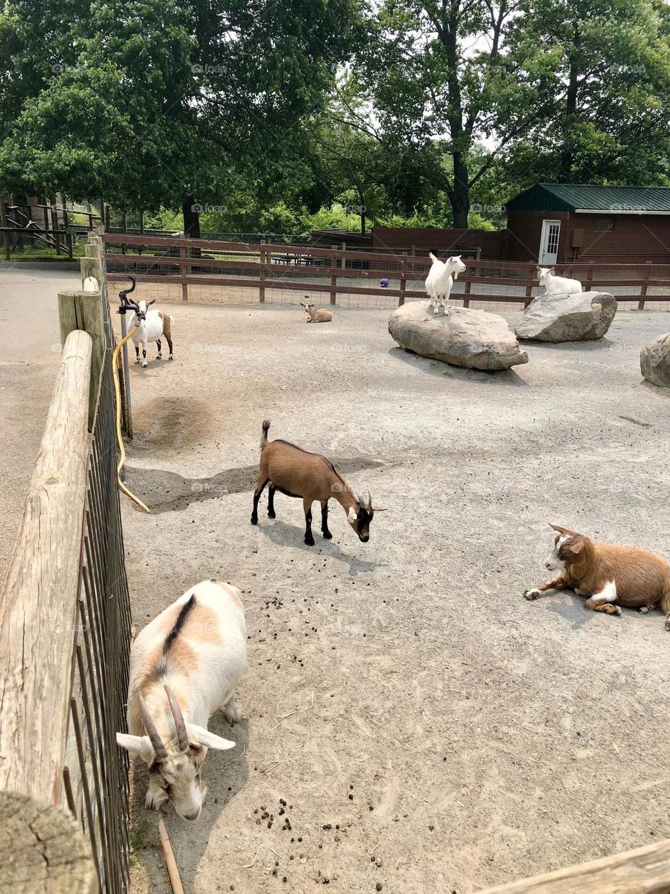 Goats and animals at Petting Zoo - Reston Zoo 