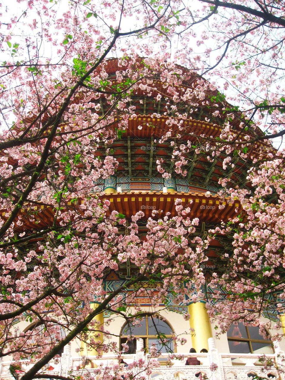 Traditional Taoist temple blossoming with sakura