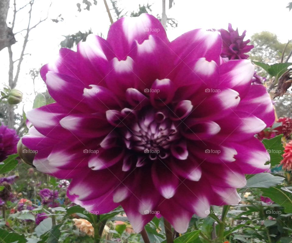 Multicoloured dalhia flower looking beautiful