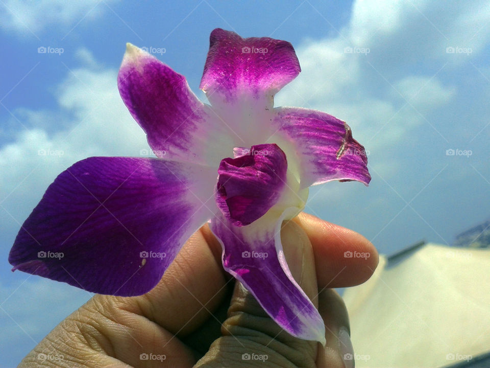 A person holding purple flower
